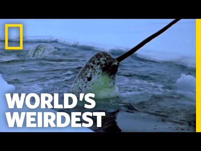 Narwhals | World's Weirdest