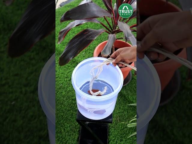 Hack to keep your plants watered on your vacation