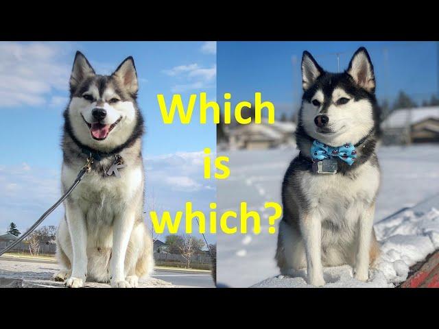 10 differences between Pomskies and Klee Kais  (Should you get a Pomsky or an Alaskan Klee Kai?)