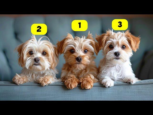 10 BEST MALTESE MIX BREEDS