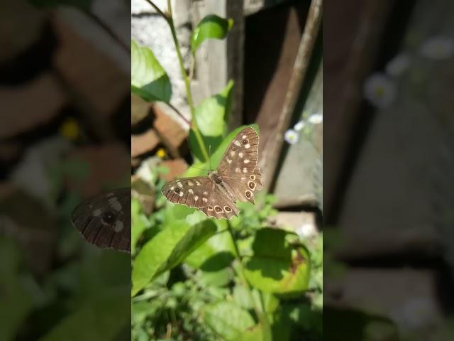 Speckled wood, butterfly (Pararge aegeria)-1