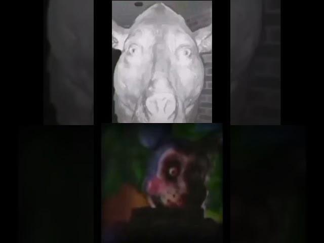 Свинтус идёт... #свинтус #фнаф #fnaf #rekomendasi #game #mrbeast #a4 #ждиего #жопа