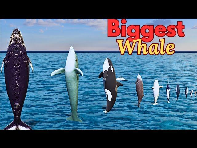 Whale Height Showdown Blue vs Humpback What's the Tallest?