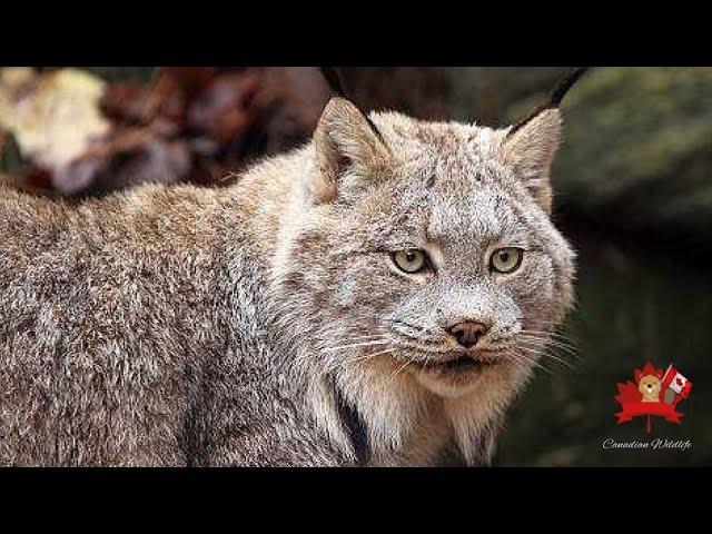 The Lynx in Canada