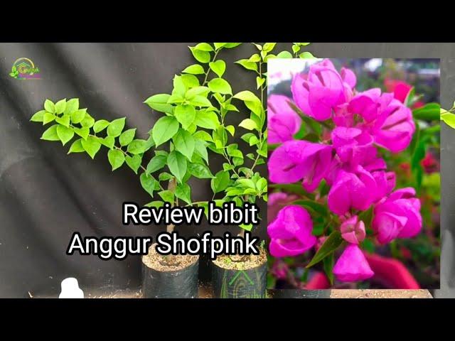 Review bibit Bougenville id Anggur Shofpink