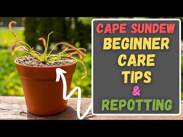 Cape Sundew Beginner Care Tips - How To Repot & Care For A Drosera Capensis!