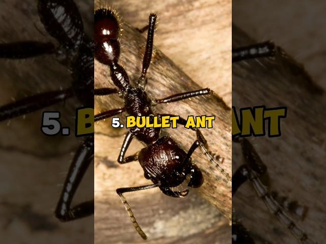 7 Most Deadly Insects that You May Kill If They Bite You!