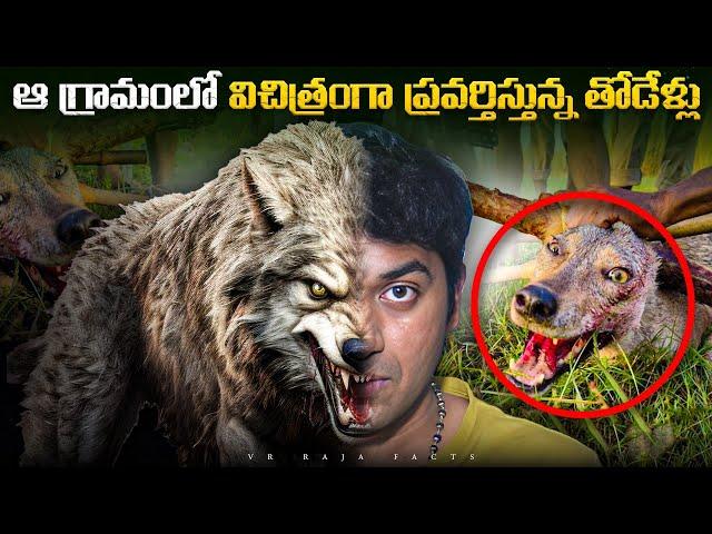 Movie Ticket Prices Hike & Wolf Strange Behavior | Top 10  Interesting Facts | Telugu Facts| VR Raja