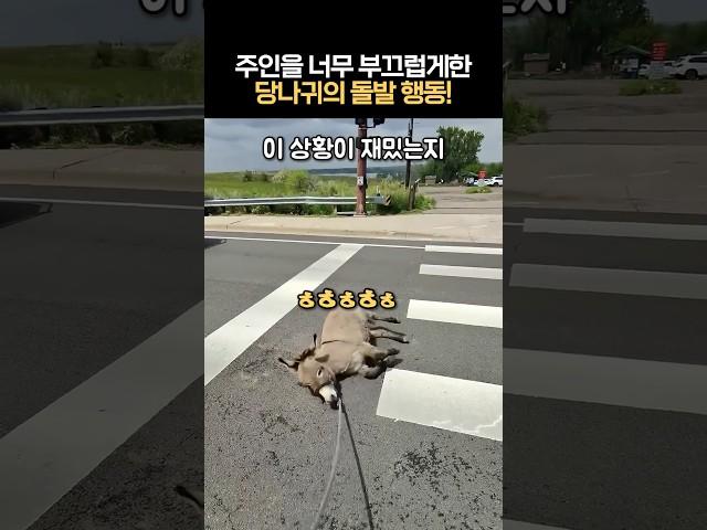 주인을 너무 부끄럽게한 당나귀의 돌발행동 #사고뭉치덩키