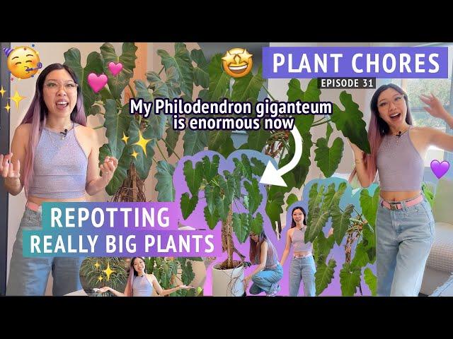 HUGE PLANT REPOTTING  Philodendron giganteum, Ficus, Alocasia  Let's do some houseplant chores!