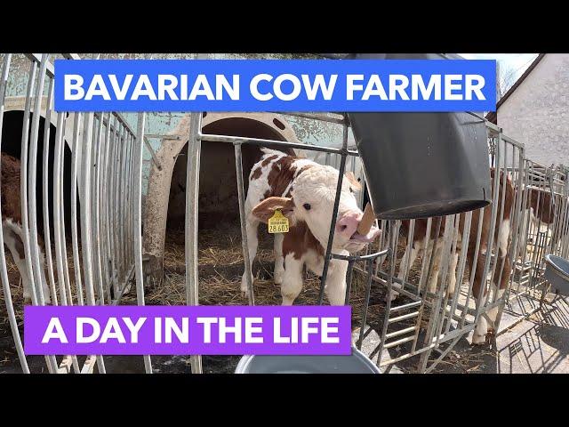 A Day in the Life of a Bavarian Cow Farmer