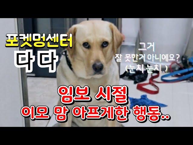 포켓멍센터 유기견 다다  처음 임보 당시 보인 이상한 행동때문에 이모 마음 아파...
