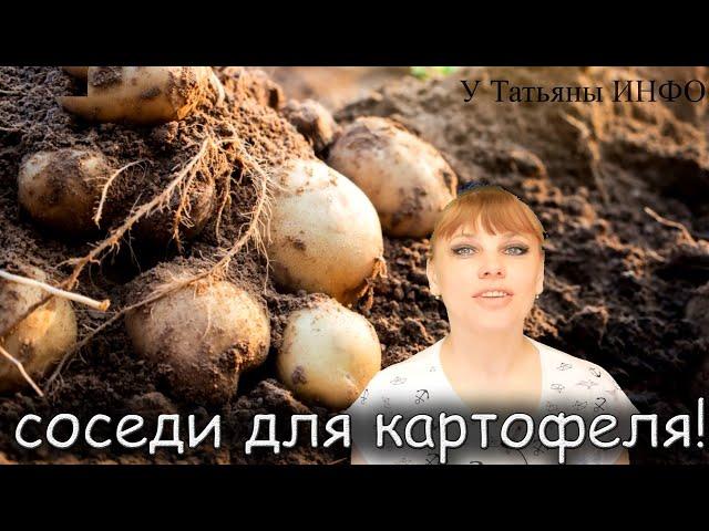 Рядом с чем МОЖНО и НУЖНО сажать КАРТОФЕЛЬ ???