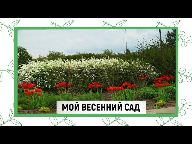 МОЙ ВЕСЕННИЙ САД