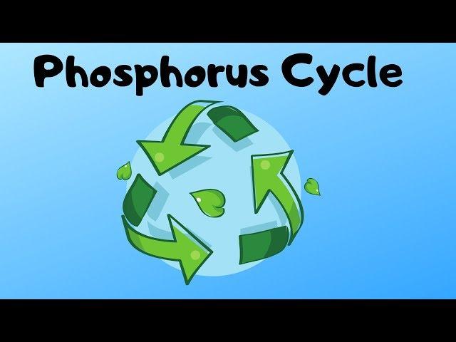 Phosphorus Cycle Steps