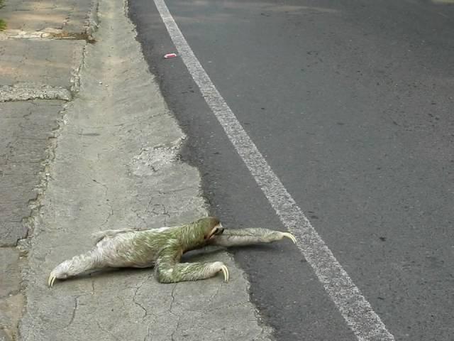 Three-toed sloth crossing the road in Costa Rica