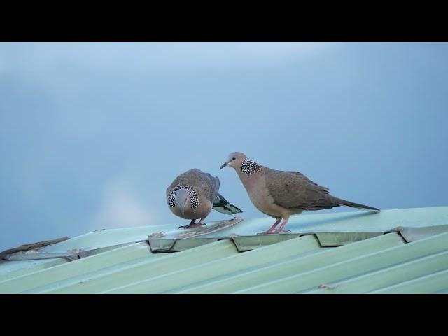 珠頸斑鳩鳩求偶