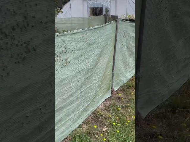 #vegetablegarden #nodig #plantnursery #garden