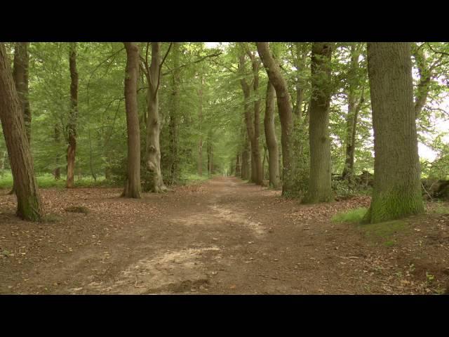 Nature Sounds: Dutch Forest Trail with Relaxing Bird Sounds