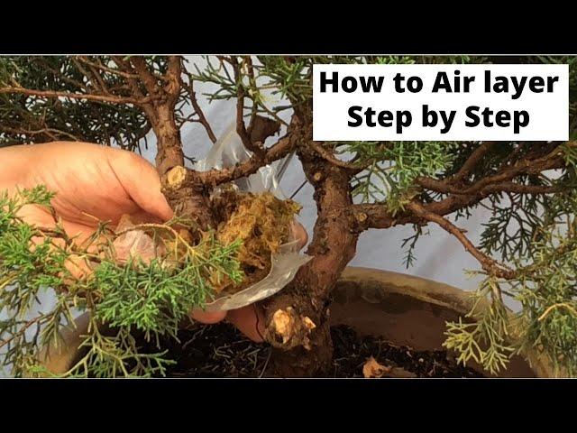 How to air layer - step by step approach - bonsai shimpaku juniper