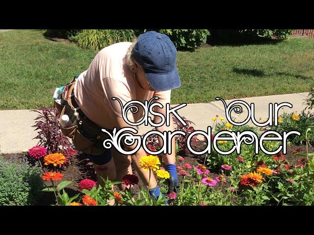 Ask Our Gardener: Pruning Zinnias & Preparing Your Flower Beds