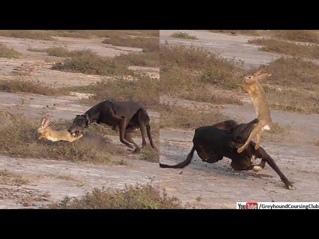 Greyhound hunting rabbit | hunting with dogs | dog hunting hare