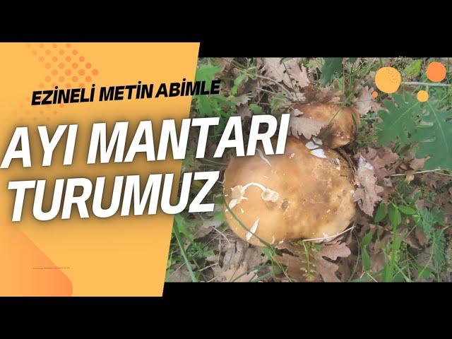 Yaz Sezonu Ayı Mantarı Topladık. Çörek Mantarı,Porçini , Bolet Mantarı , Boletus aereus