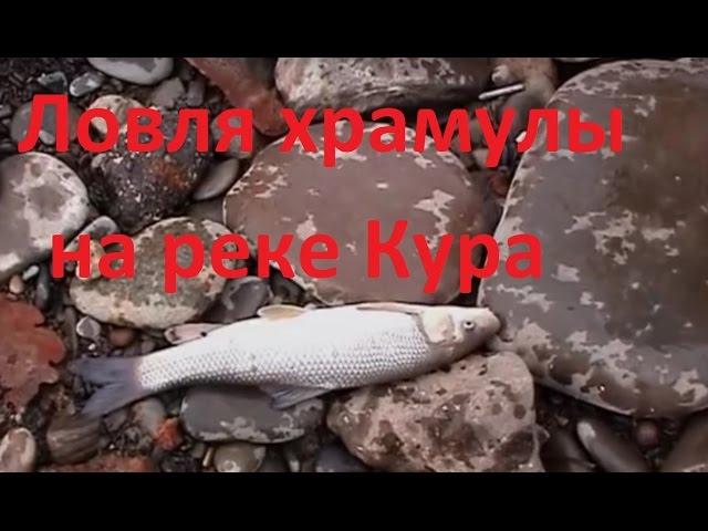 Диалоги о рыбалке - 179 -  Рыбалка в Тбилиси на реке Кура.