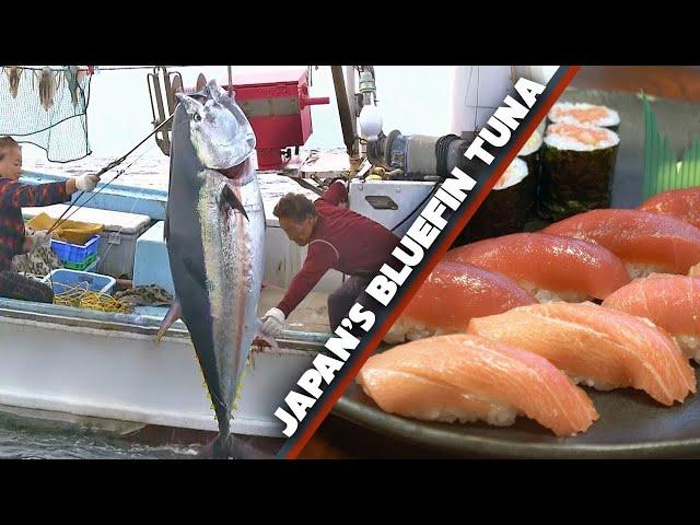 Bluefin Tuna (Maguro) Story | Sea to Sushi Shop  ONLY in JAPAN