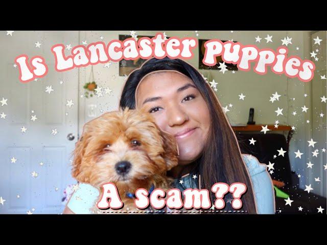 Adopting a puppy from Lancaster Puppies! (Scam?)