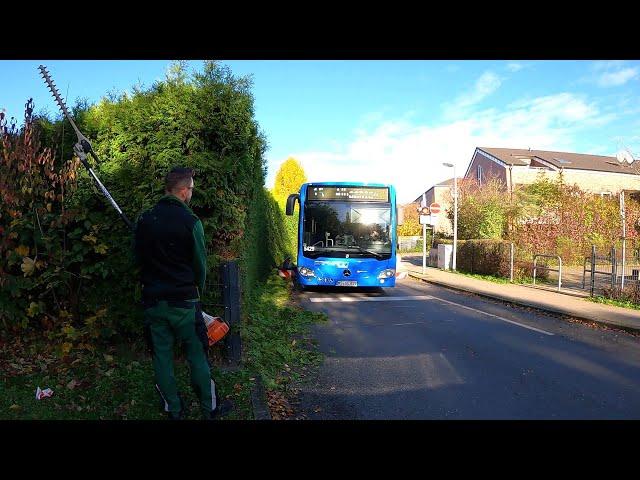 City buses DID NOT LEAVE me ALONE when pruning an OVERGROWN hedge of Thuja