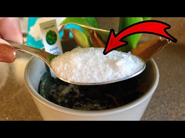 See What Happens When You Add Epsom Salt to Your Plants! 🪴