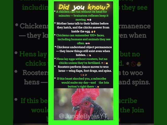 Did You Know Chickens Can Run WITHOUT a Head?! 