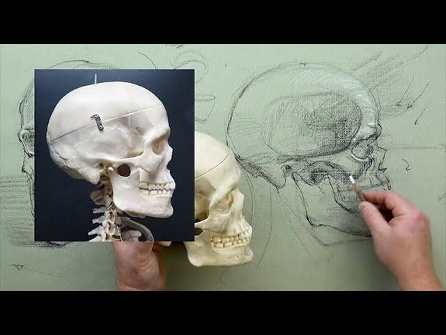 ANATOMY FOR ARTISTS:  Head & Neck