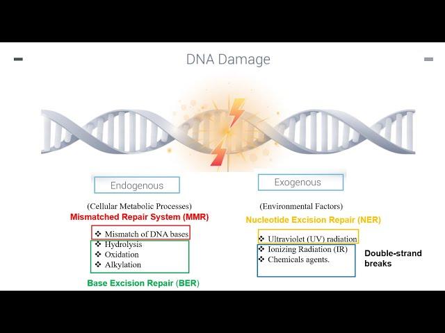 DNA Repair Mechanisms Part 1