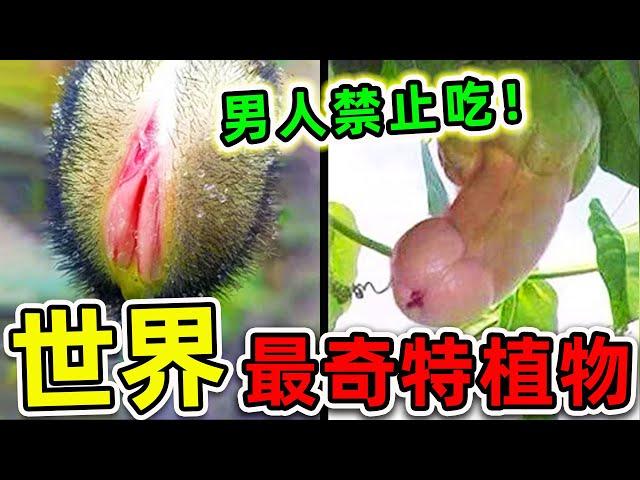 全世界最奇特的10種植物！“丁丁果實”竟然真實存在，第一名看見千萬別吃，否則後果自負。|#世界之最top #世界之最 #出類拔萃 #腦洞大開 #top10 #最奇特植物