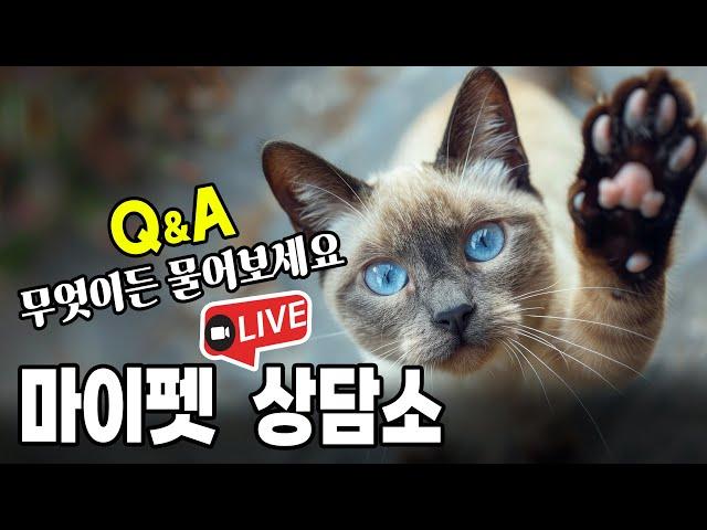 [제212화] 마이펫 라이브 상담소. 고양이 Q n A