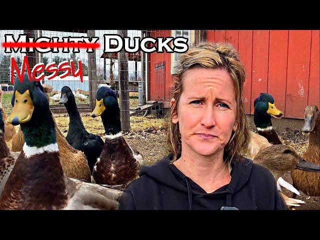 Raising Backyard Ducks | Questions Answered