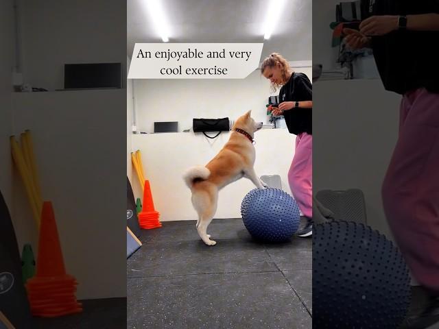 Amazing exercise #dogfitness