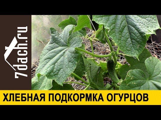  Повышаем урожайность огурцов: подкормка из хлеба - 7 дач