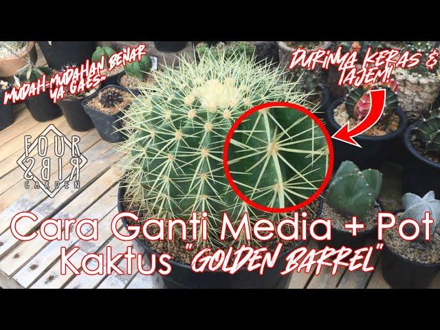 Media Tanam Kaktus? Begini Campurannya (Cara Ganti Media Golden Barrel)