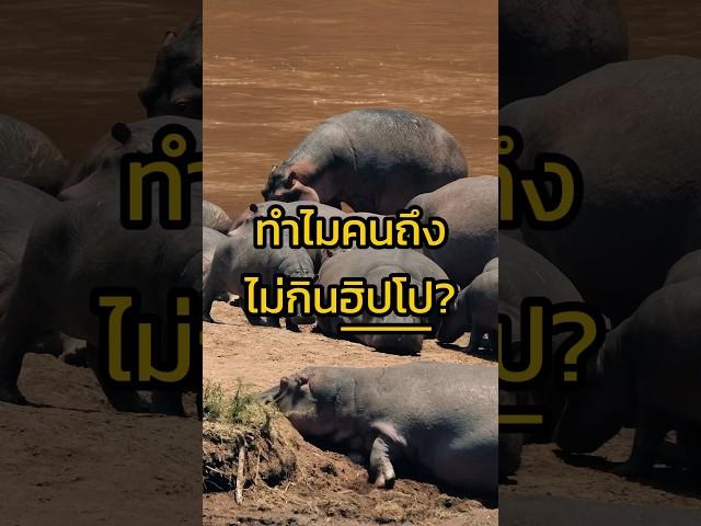 ทำไมคนถึงไม่กินฮิปโป?  #ฮิปโป #อาหาร #เกร็ดความรู้