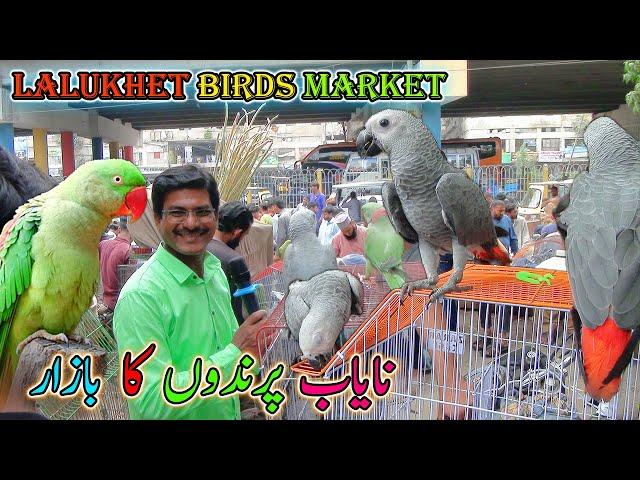 Lalukhet Exotic Parrots and Rare Birds Market Karachi 15-9-2024 Latest Update in Urdu | سوق الطيور