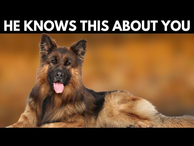 5 Shocking Things Your German Shepherd Knows About You