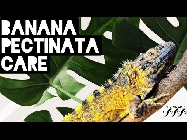 Banana Pectinata Iguana Care