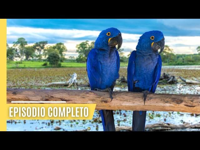 Maravillas de la Fauna del Pantanal: Jaguares, Capibaras y mucho más | Episodio Completo