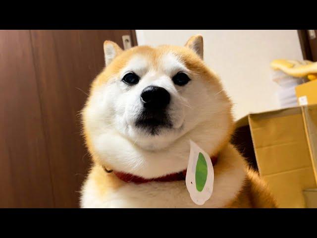 Shibe came to the family's rescue, but there was evidence of mischief stuck to his cheek.