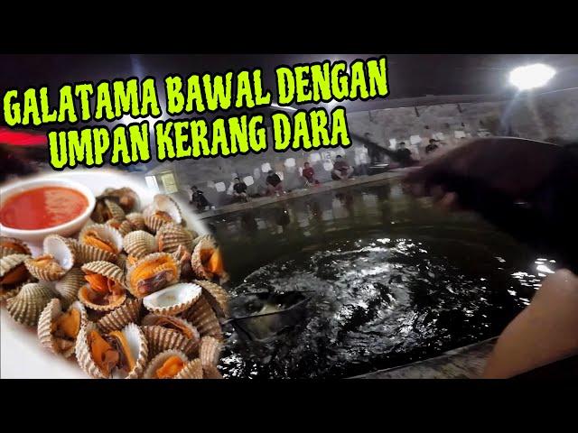 Mancing Bawal Dengan Umpan Kerang Dara