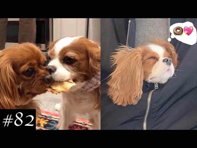 Meet Cavalier King Charles Spaniel Compilation | Dogs Videos