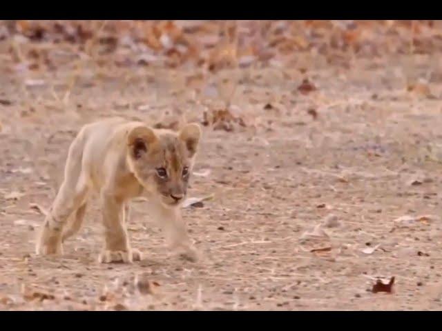 Lioness ignores her injured cub misfit, won't feed him